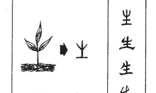 炒牛蒡子有啥副作用和禁忌-炒牛蒡子有啥副作用网 - 炒牛蒡子怎样服用,炒牛蒡子这个中药材是吃什么病的