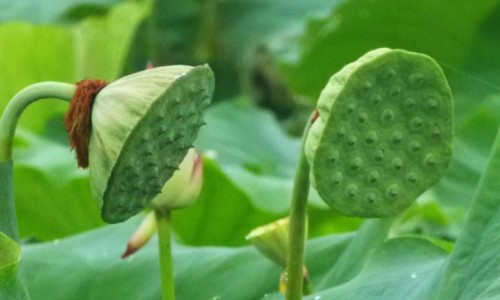 炒牛蒡子怎样服用-炒牛蒡子有啥副作用网 - 炒牛蒡子怎样服用,炒牛蒡子这个中药材是吃什么病的